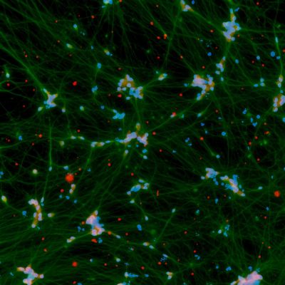 Quick-Neuron™ Dopaminergic - mRNA Kit