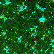 Quick-Neuron™ GABAergic - mRNA Kit